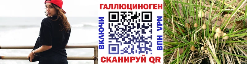Галлюциногенные грибы Cubensis Славгород
